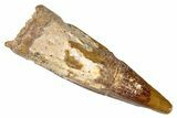 Juvenile Fossil Spinosaurus Tooth - Real Dinosaur Tooth #301300-1